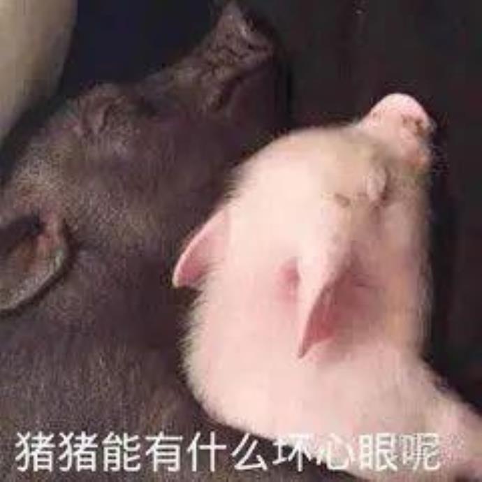 惠州40多头猪大闹高速，系货车侧翻