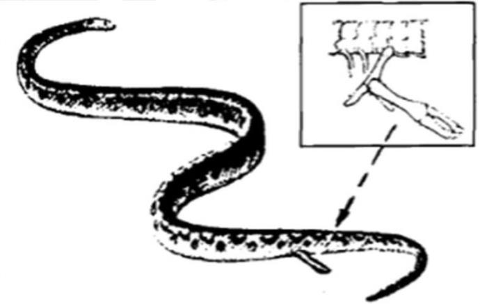 百斤大蟒蛇潜伏在村民鱼塘内偷吃！不能打死，寒冷的北方为何有红尾蚺？