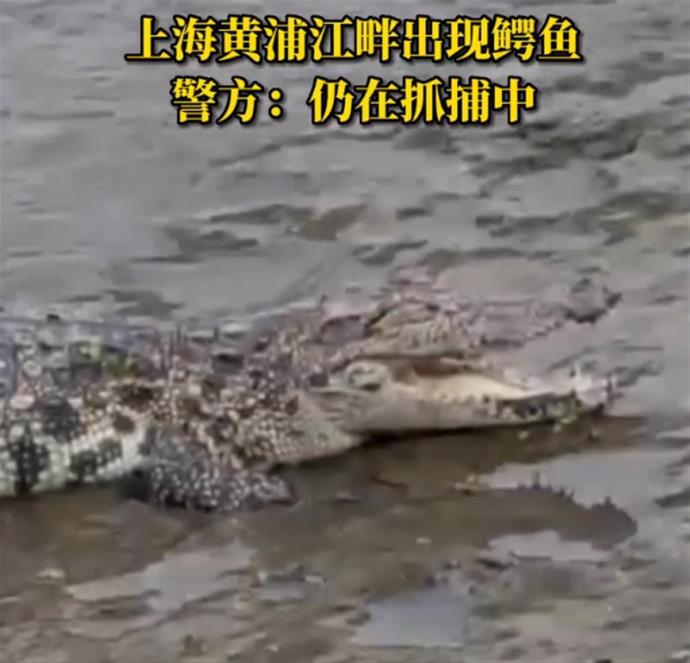 上海警方回应黄浦江畔出现鳄鱼，现实没你想的“萌”