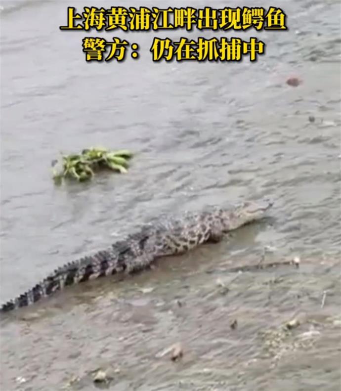 上海警方回应黄浦江畔出现鳄鱼，现实没你想的“萌”的图片 -第1张